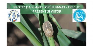 Masa rotunda Academia de Ştiinţe Agricole şi Silvice “Gheorghe Ionescu-Şişeşti” PROTECTIA PLANTELOR IN ROMANIA: trecut, prezent si viitor.